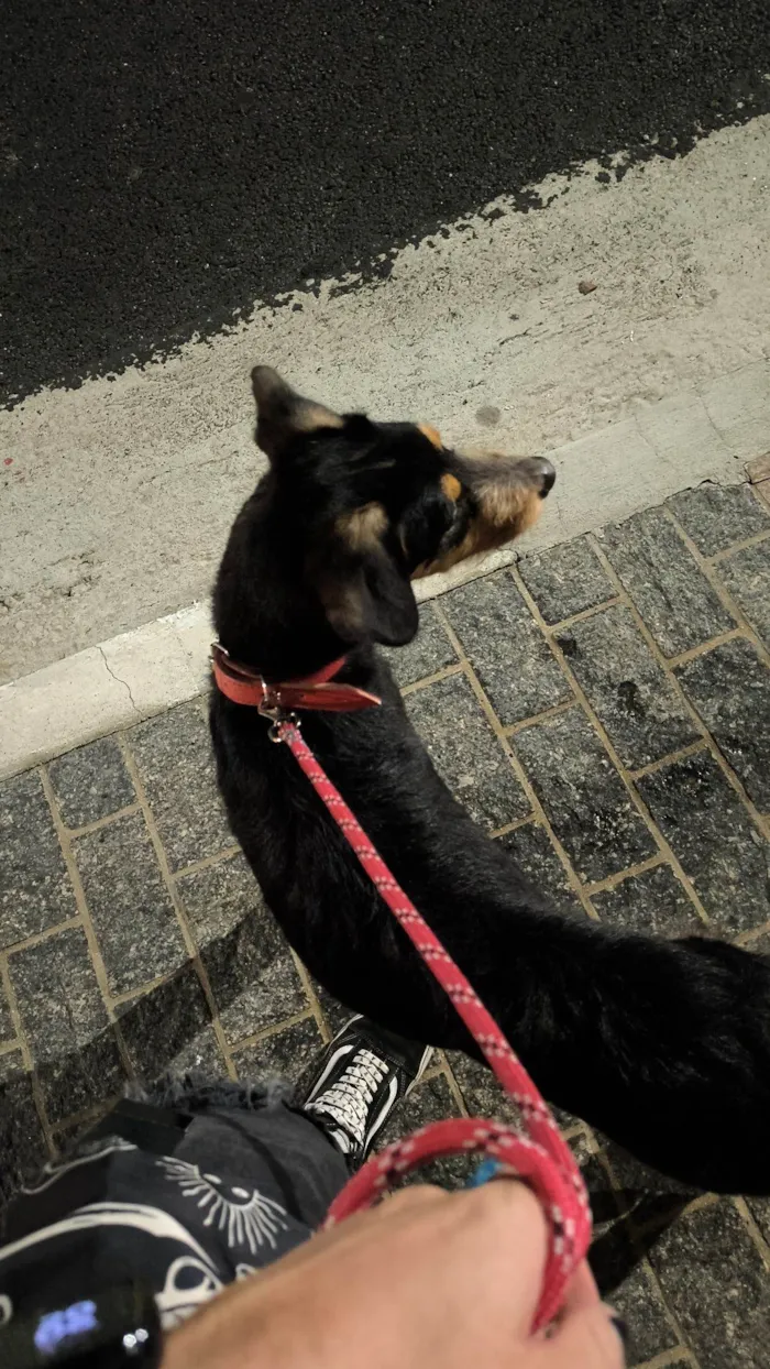 Cachorro raça SRD-ViraLata idade 1 ano nome Sardinha 