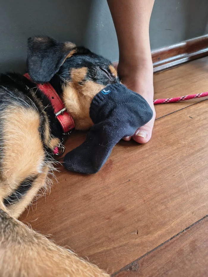 Cachorro raça SRD-ViraLata idade 1 ano nome Sardinha 