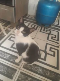 Gato raça Persa idade 1 ano nome Gleidson Valderi Da Costa Freitas