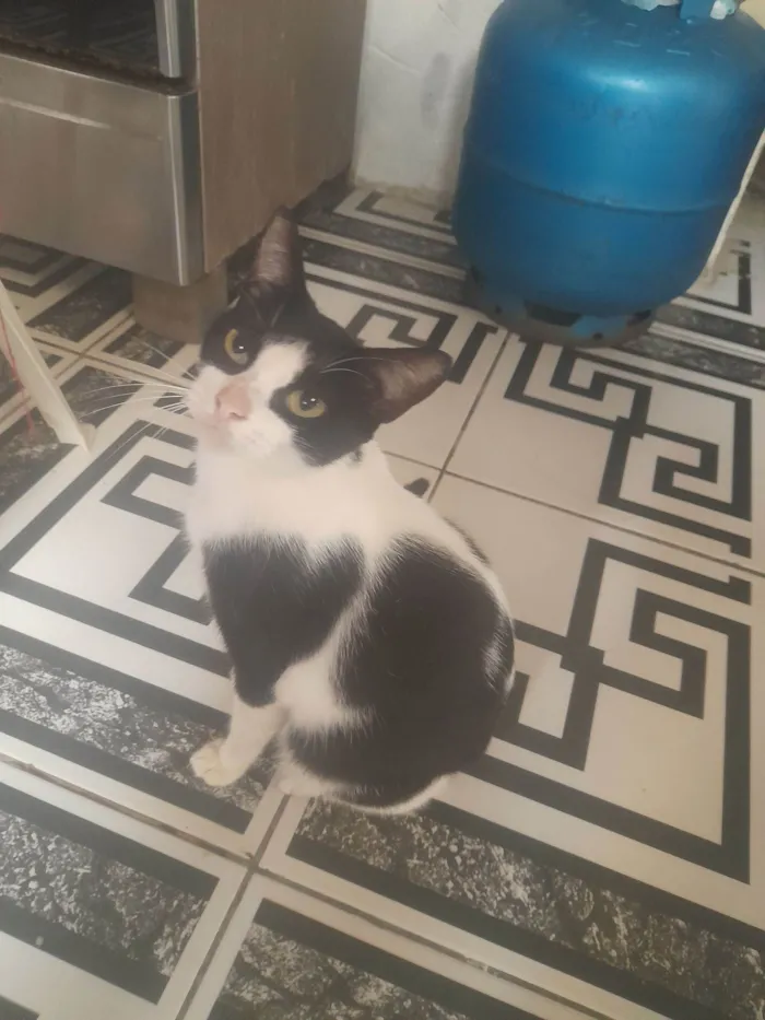 Gato raça Persa idade 1 ano nome Gleidson Valderi Da Costa Freitas