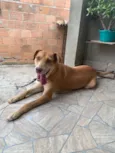 Cachorro raça SRD-ViraLata idade 2 anos nome Pandora