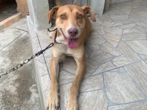 Cachorro raça SRD-ViraLata idade 2 anos nome Pandora