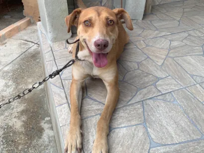 Cachorro raça SRD-ViraLata idade 2 anos nome Pandora