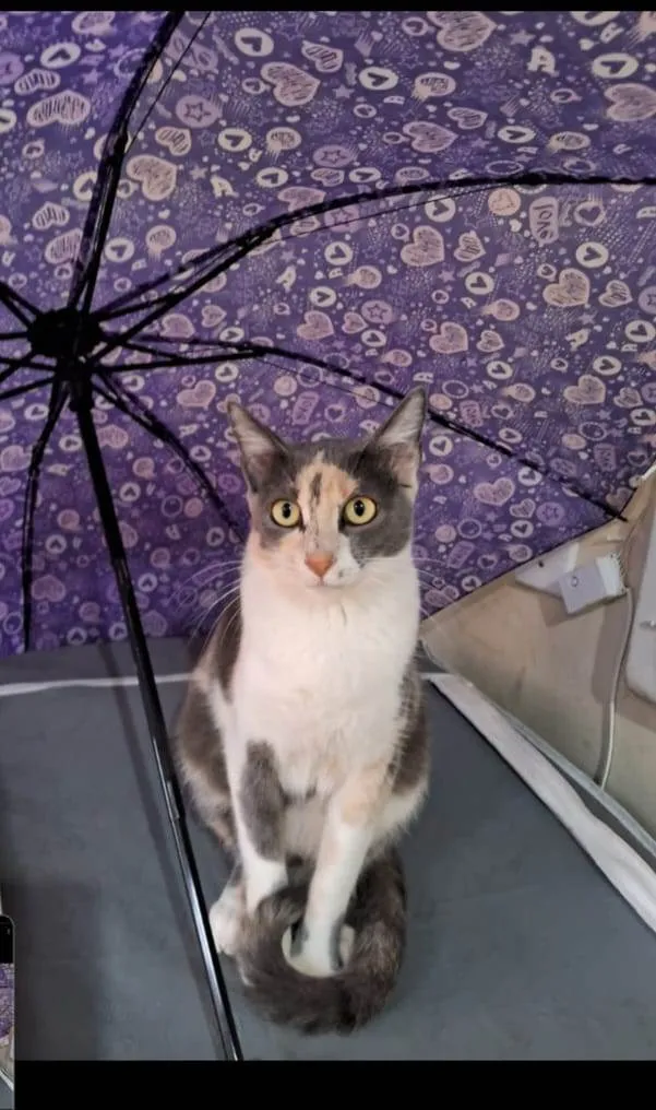 Gato raça SRD-ViraLata idade 7 a 11 meses nome Estelar