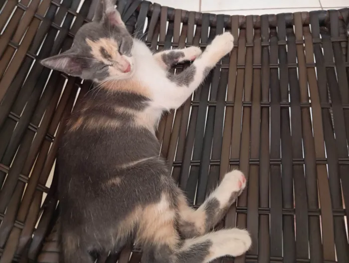 Gato raça SRD-ViraLata idade 7 a 11 meses nome Estelar