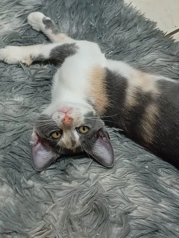 Gato raça SRD-ViraLata idade 7 a 11 meses nome Estelar