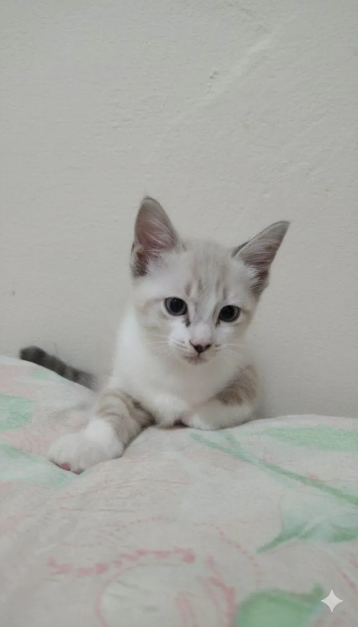 Gato raça SRD-ViraLata idade Abaixo de 2 meses nome Ambos ainda não tem nome