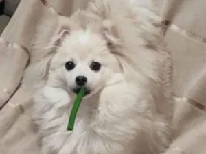 Cachorro raça Shitzu idade 7 a 11 meses nome Shelly 