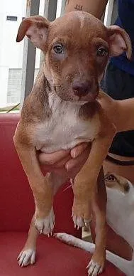 Cachorro raça SRD-ViraLata idade Abaixo de 2 meses nome Cecília Meireles 