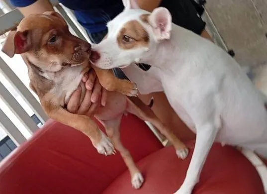 Cachorro raça SRD-ViraLata idade Abaixo de 2 meses nome Cecília Meireles 