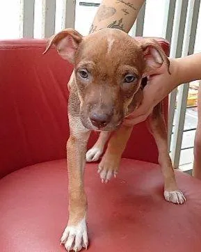 Cachorro raça SRD-ViraLata idade Abaixo de 2 meses nome Cecília Meireles 