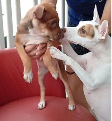 Cachorro raça SRD-ViraLata idade Abaixo de 2 meses nome Cecília Meireles 