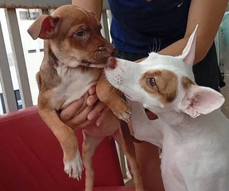 Cachorro raça SRD-ViraLata idade Abaixo de 2 meses nome Cecília Meireles 