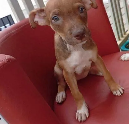 Cachorro raça SRD-ViraLata idade Abaixo de 2 meses nome Cecília Meireles 