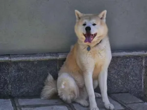 Cachorro raça Labrador idade 5 anos nome Nori 