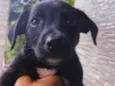 Cachorro raça SRD-ViraLata idade 2 a 6 meses nome Não tem ainda por que é filhote