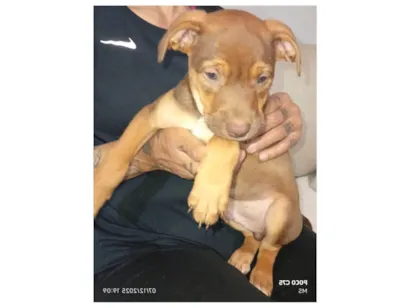 Cachorro raça SRD-ViraLata idade 2 a 6 meses nome Camões 