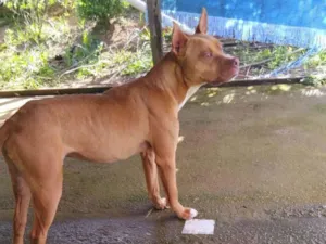 Cachorro raça Pit-Bull idade 1 ano nome Cebolinha 