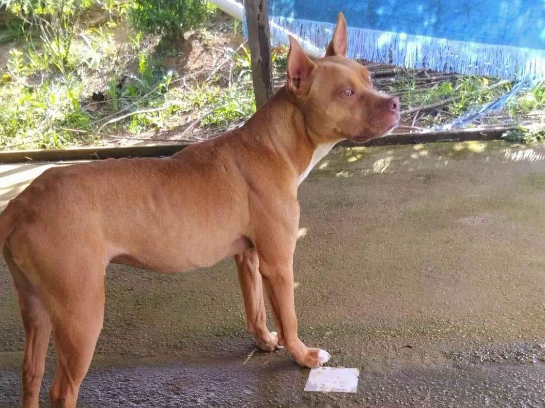 Cachorro raça Pit-Bull idade 1 ano nome Cebolinha 
