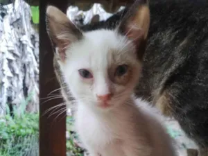 Gato raça SRD-ViraLata idade 2 a 6 meses nome Sem nome
