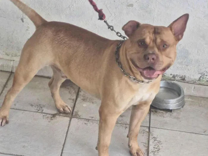 Cachorro raça Pit-Bull idade 2 anos nome Claudia