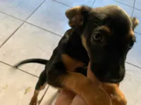 Cachorro raça SRD-ViraLata idade Abaixo de 2 meses nome Pretinha