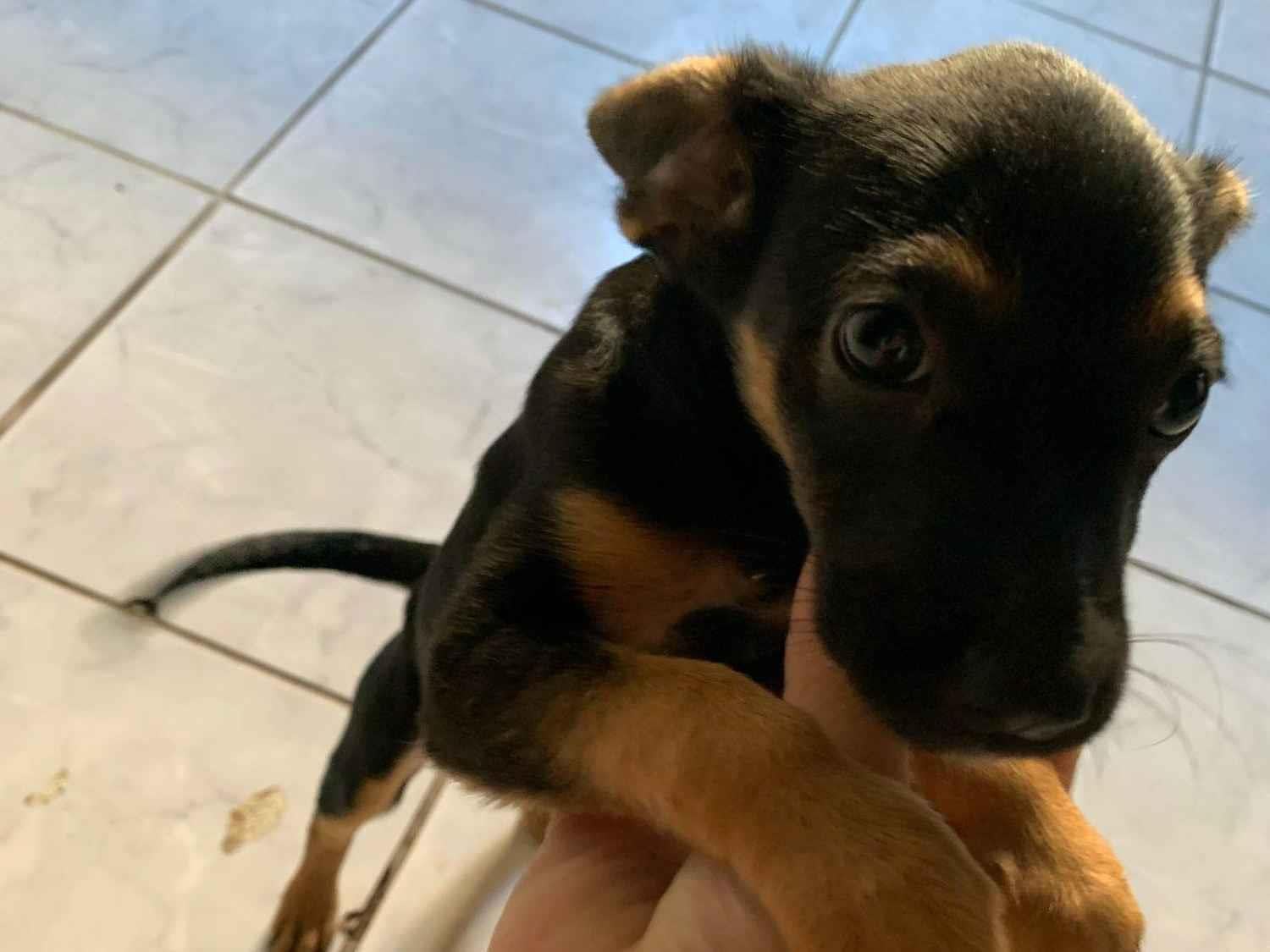 Cachorro raça SRD-ViraLata idade Abaixo de 2 meses nome Pretinha