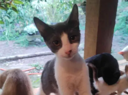 Gato raça SRD-ViraLata idade 2 a 6 meses nome Sem nome 