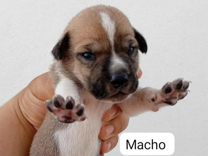 Cachorro raça SRD-ViraLata idade Abaixo de 2 meses nome Sem nome 