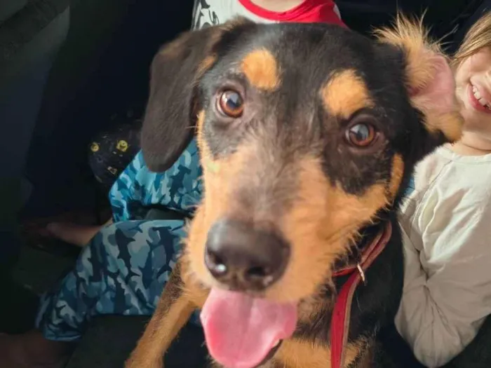 Cachorro raça SRD-ViraLata idade 1 ano nome Sardinha 