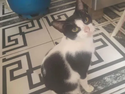 Gato raça Persa idade 1 ano nome Gleidson Valderi Da Costa Freitas