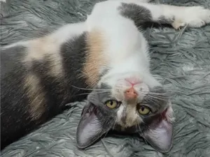 Gato raça SRD-ViraLata idade 7 a 11 meses nome Estelar