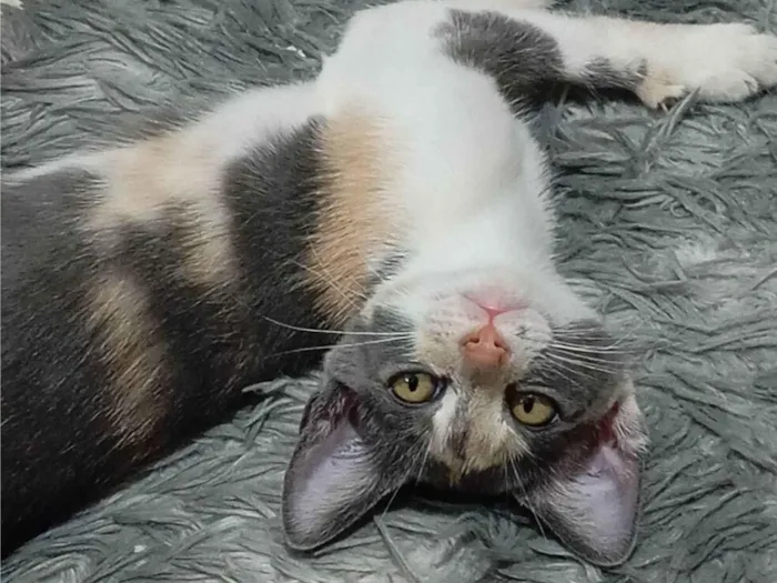 Gato raça SRD-ViraLata idade 7 a 11 meses nome Estelar