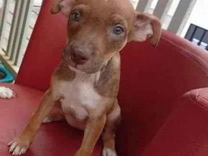Cachorro raça SRD-ViraLata idade Abaixo de 2 meses nome Cecília Meireles 