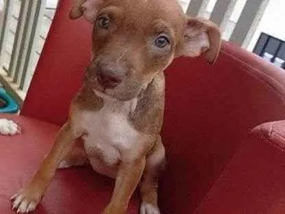Cachorro raça SRD-ViraLata idade Abaixo de 2 meses nome Cecília Meireles 