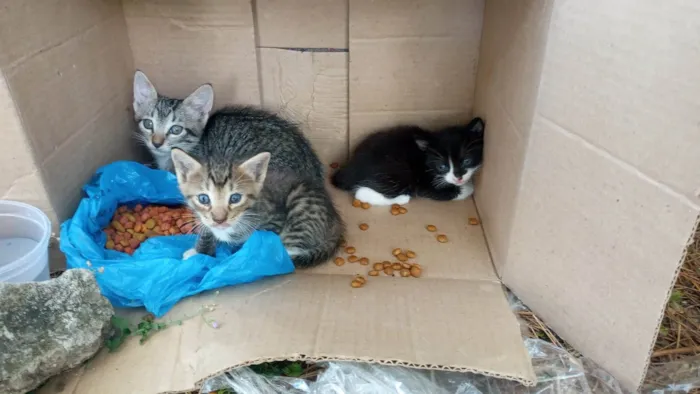 Gato raça SRD-ViraLata idade Abaixo de 2 meses nome 3 gatinhos