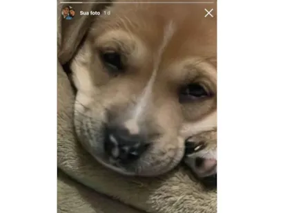 Cachorro raça SRD-ViraLata idade 2 a 6 meses nome Kaya