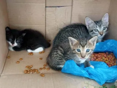 Gato raça SRD-ViraLata idade Abaixo de 2 meses nome 3 gatinhos