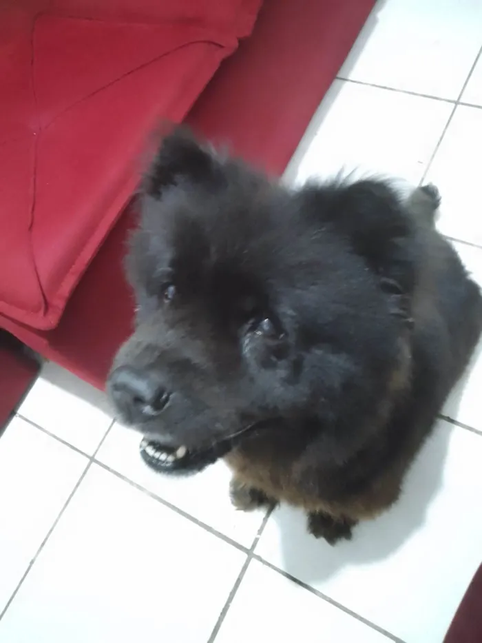 Cachorro raça Chow Chow idade 6 ou mais anos nome Ssra