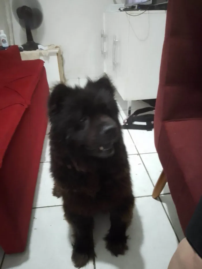 Cachorro raça Chow Chow idade 6 ou mais anos nome Ssra