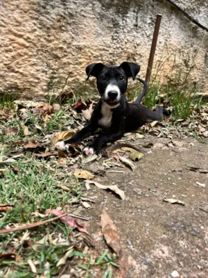 Cachorro raça SRD-ViraLata idade 2 a 6 meses nome Polenta 