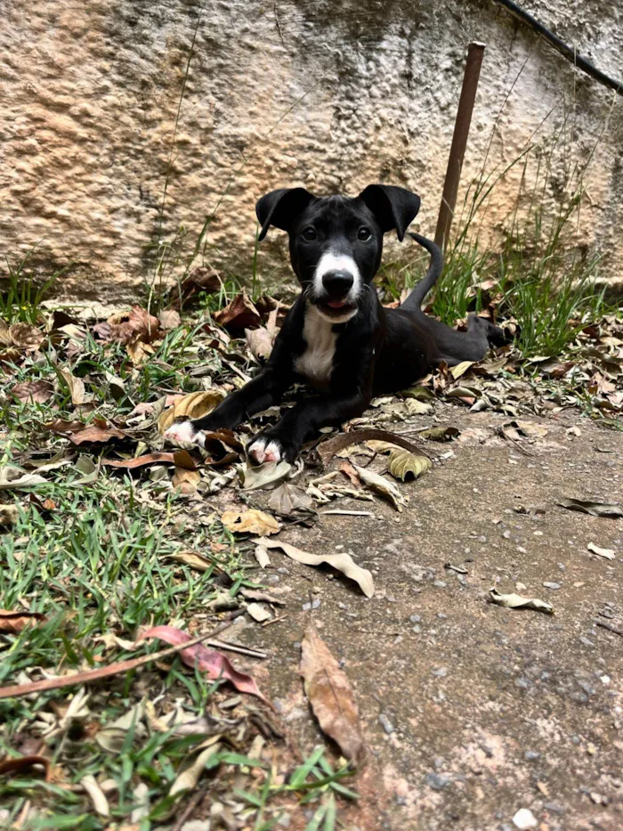 Cachorro raça SRD-ViraLata idade 2 a 6 meses nome Polenta 