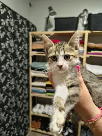 Gato raça SRD-ViraLata idade Abaixo de 2 meses nome Sem nome