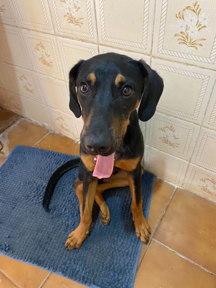 Cachorro raça SRD-ViraLata idade 7 a 11 meses nome Pretinho 