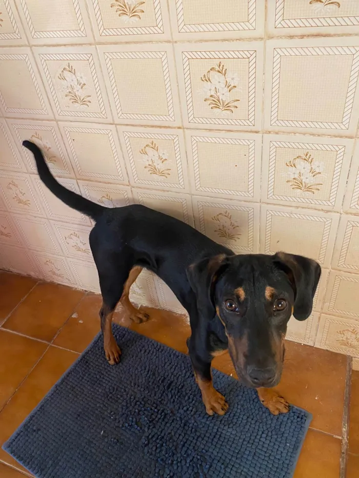 Cachorro raça SRD-ViraLata idade 7 a 11 meses nome Pretinho 