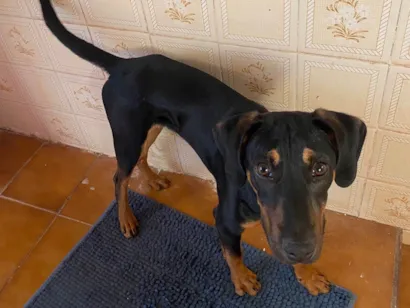 Cachorro raça SRD-ViraLata idade 7 a 11 meses nome Pretinho 