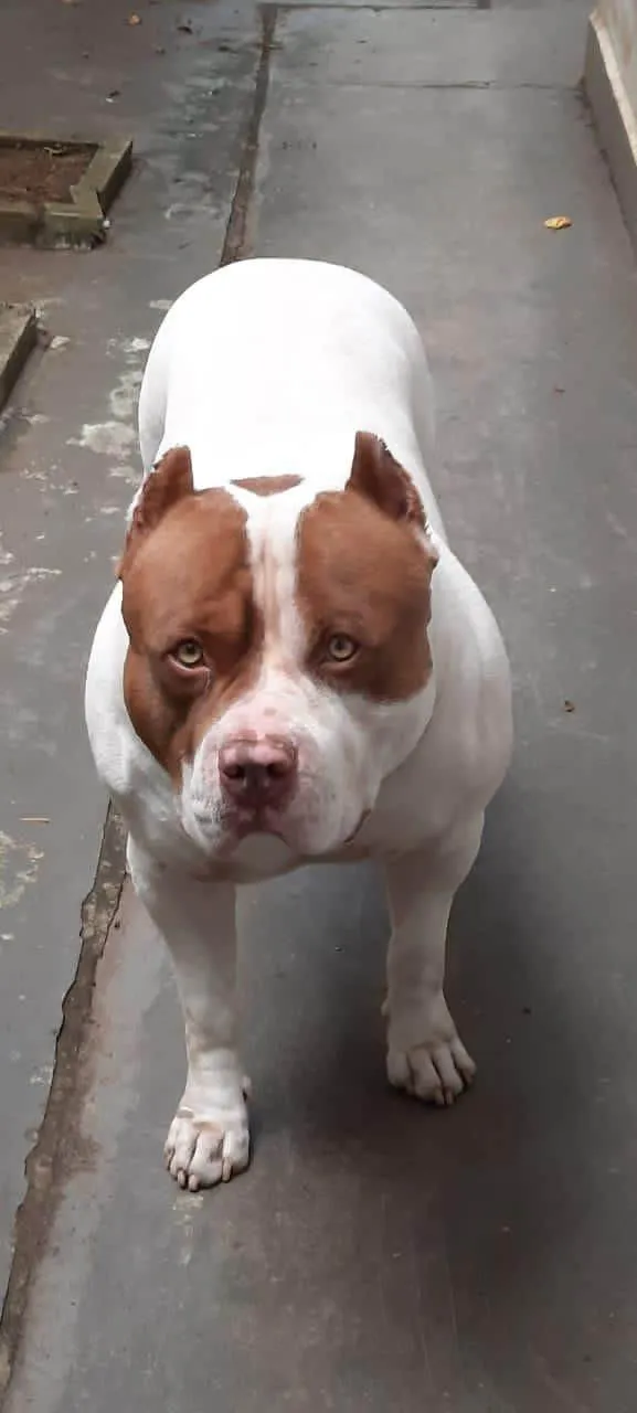Cachorro raça Pit-Bull idade 5 anos nome Bob