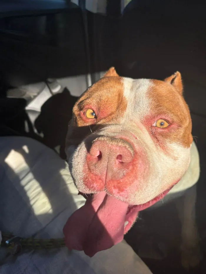 Cachorro raça Pit-Bull idade 5 anos nome Bob
