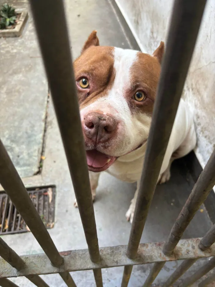 Cachorro raça Pit-Bull idade 5 anos nome Bob