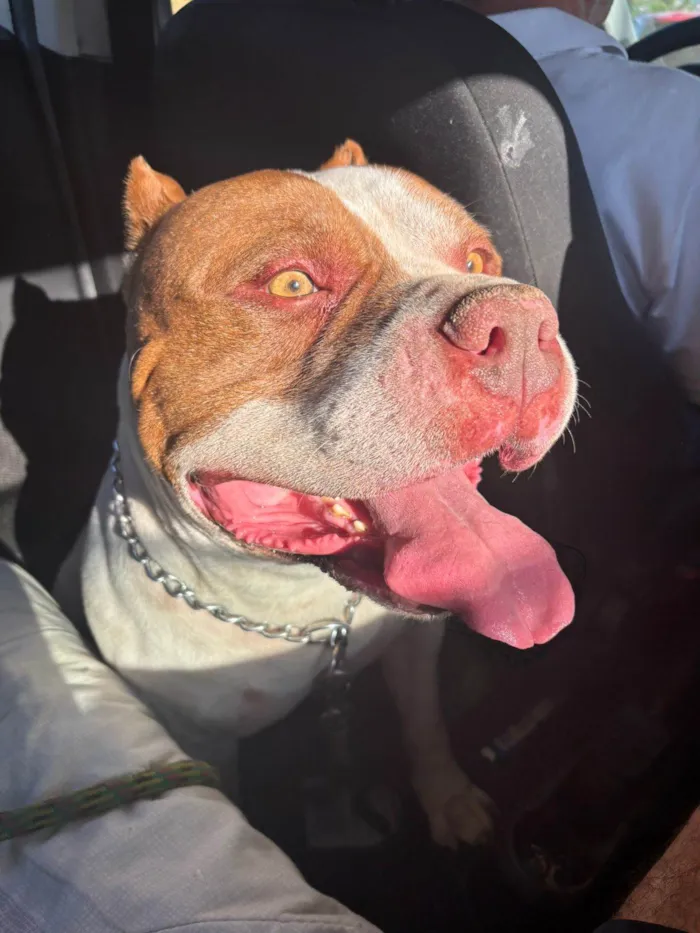 Cachorro raça Pit-Bull idade 5 anos nome Bob
